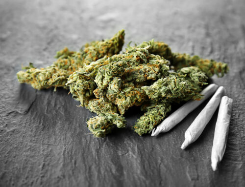 Why Today’s Weed is Different: Dangerous and Powerful Marijuana Strains